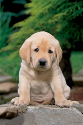pp30340sad-puppy-posters.jpg